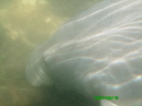 }ieB0161.jpg
