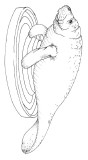}ieB0185.jpg
