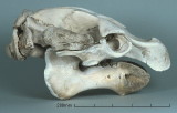 }ieB0380.jpg